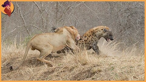 15 Merciless Attacks by Mother Lionesses