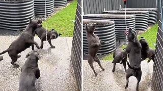 Dog pack absolutely loves playing with water hose