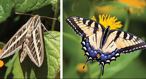 Butterfly vs. Moth