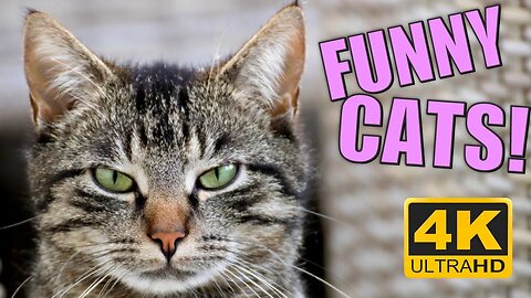 Laugh at these Funny Cats - CATS BEING JERKS! | #funny #funnyvideo #funnycats #catsbeingcats