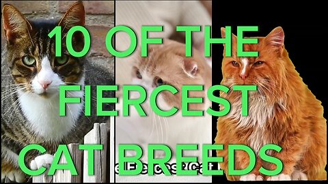 top 10 fiercest cat breeds