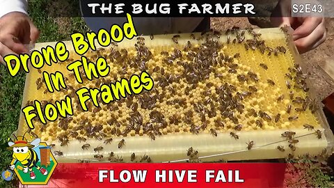 My Flow Hive FAIL - Laying worker lays drone brood in the flow hive flow frame. Flow hive Drama!