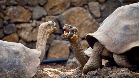 This Tortoise Had So Much Sex, He Saved His Species