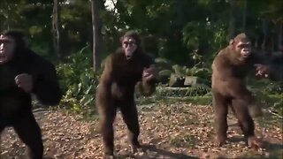 Monkey dance for YouTube || monkey dance for free copyright use || funny video || monkey dance meme