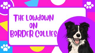 Everything you need to know about Border Collies