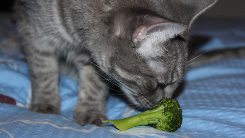 Cat has mind blown by piece of broccoli