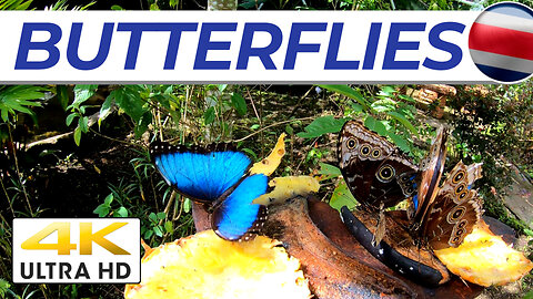 [4K] BUTTERFLIES In Costa Rica // Awesome #tourism Destination Near San Isidro #travelvlog