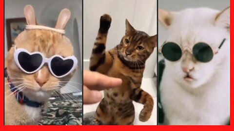 Cat Video Compilation - Funny Animal Momentsealthy