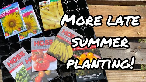 Florida homestead summer garden seed planting zone 9a sunflowers tomatoes squash seedlings