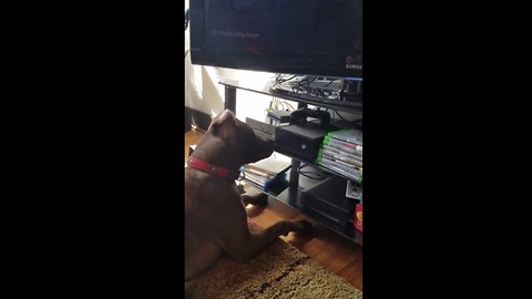 Curious dog accidentally turns on Xbox