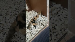 Funny Cat trying to Sneak Out from the door