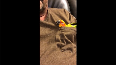 Parrot takes nap in owner's pocket