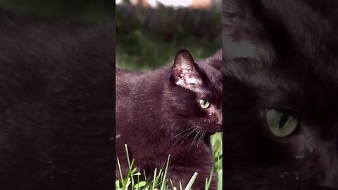 Do Black Cats Really Bring Bad Luck? #facts #viral #fact #trending #shorts #short