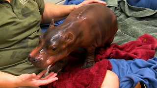 Premature Baby Hippo Is Smallest Calf Ever Born: ZooBorns
