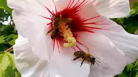 Bees on a white hibiscus | World of tiny animals |