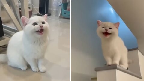 Funny cats 😅😅
