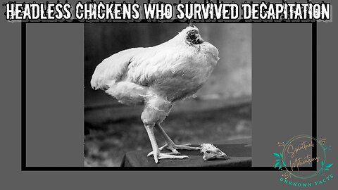 Headless Chickens Who Survived Decapitation