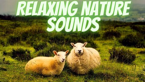 Relaxing Sounds of Nature - Rain, Sheep and Birds Sounds