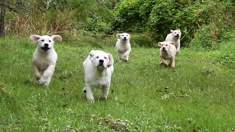 Adorable pack of Labrador puppy stampede