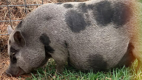 Pregnant Piggies Need Their Own Space