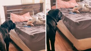 Dog determined to wake up toddler for playtime