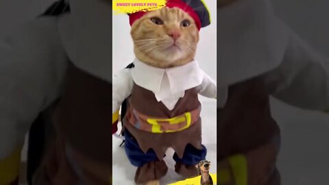 😻 Cute Lovely Pirate Cat 😺 || #shorts