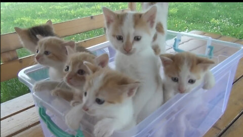 Kittens meowing (Too much cuteness)😻