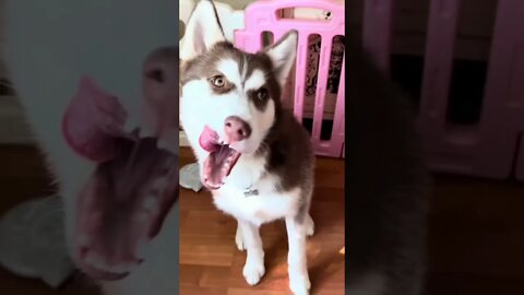 The FUNNY faces of my HUSKY PUPPY!!🤪❤️ #husky #puppy #huskypuppy #puppies #siberianhusky #shorts
