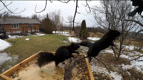 Squirrel Enforces Her Reign Of Terror At The Bird Feeder