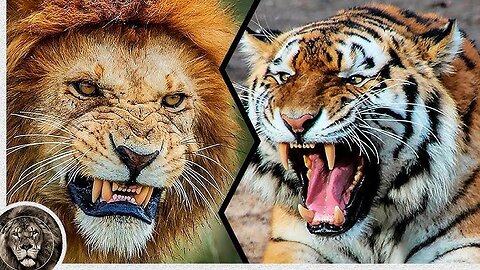 Real Fights Between Lion and Tiger. Clash of the Titans !!!