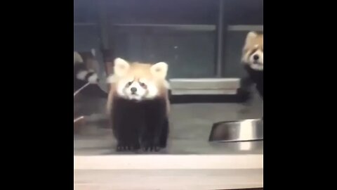 Red pandas get scared easily!