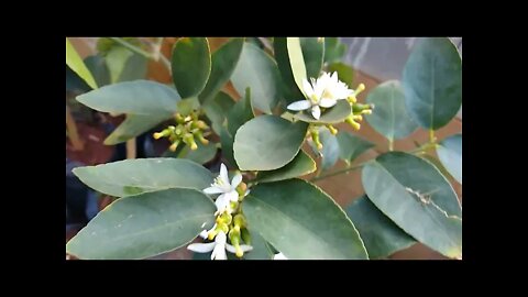 frutíferas produzindo em vaso cabeludinha figo jabuticabeira Sabará limão taiti poncan okinawa