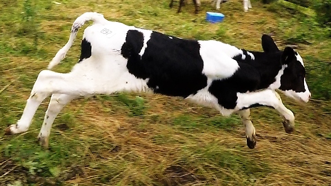 Newborn calf bounces with joy after feeding time