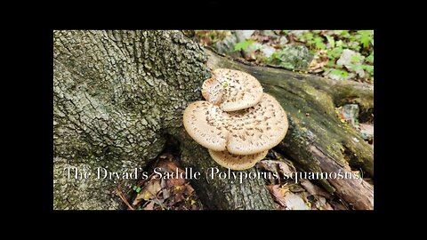 Spring Mushroom Hunting: Dryad’s Saddle/ Pheasant’s Back
