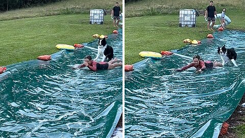 Dog joins in on a slip and slide