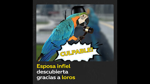 Loros revelan a su dueño la infidelidad de su mujer