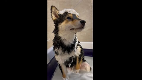 Adorable Puppy's First Bath: Cute Dog Shower Day
