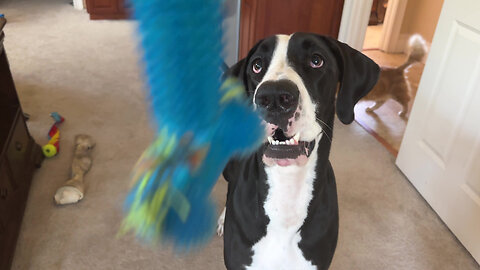 With cat's permission, Great Dane plays with tug toy