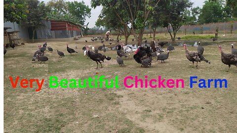 Very beautiful chicken farm