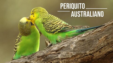 🦜Periquito Selvagem - PERIQUITO AUSTRALIANO na Natureza