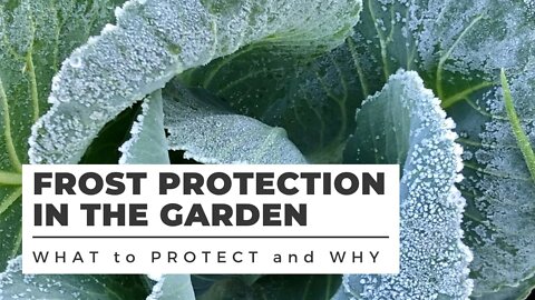 FROST PROTECTION in the Garden: WHAT TO COVER and WHY