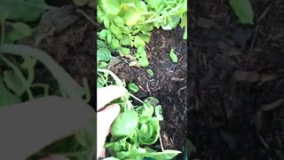 Why I Always Train my Plants Basil Tomato Cucumber