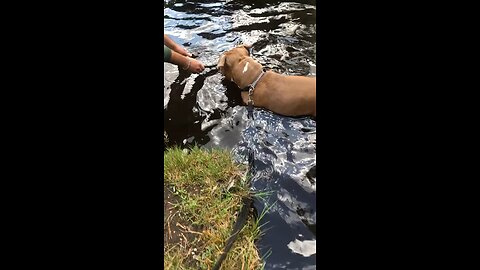 Americanbully takes a dip in the water!