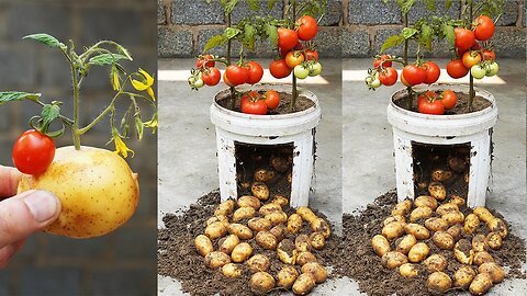 Unbelievably High Yielding 2 In 1 Tomato And Potato Growing