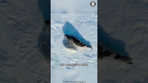 Harp Seal 💔 The Lonely Journey of Baby Seals!