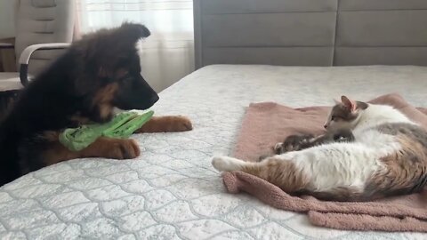 German Shepherd Puppy Meets Mom Cat with Newborn Kittens for the First Time