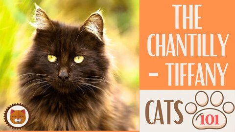 🐱 Cats 101 🐱 CHANTILLY-TIFFANY - Top Cat Facts about the CHANTILLY-TIFFA