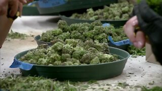 East Aurora votes on cannabis laws