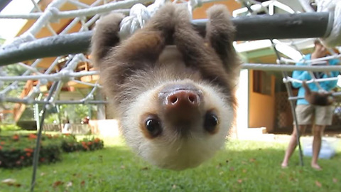 Regardez ces bébés paresseux qui jasent ensemble et essayez de ne pas sourire