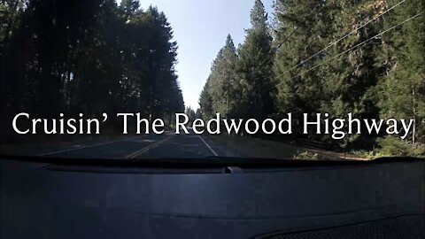 DSA- Cruisin’ the Redwood Highway. Giant trees down by the Sea